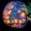 Toro Bravo Favia - riptide aquaculture llc
