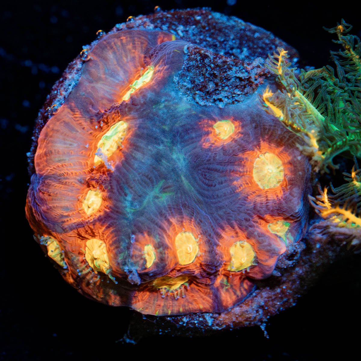 Toro Bravo Favia - riptide aquaculture llc