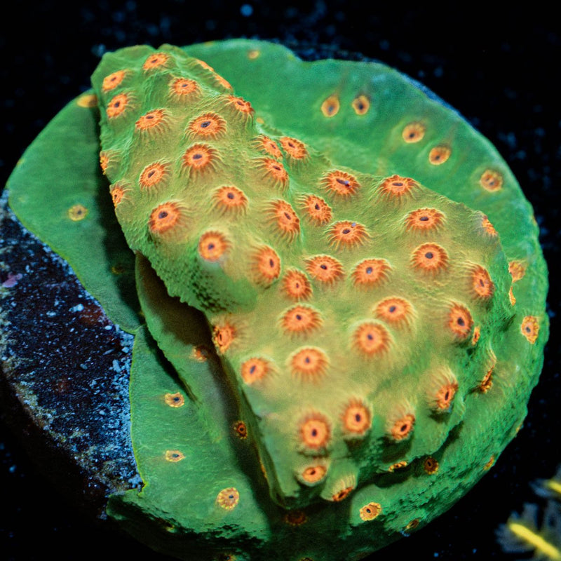 WWC Defcon Cyphastrea