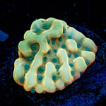Beach Bum Montipora - riptide aquaculture llc