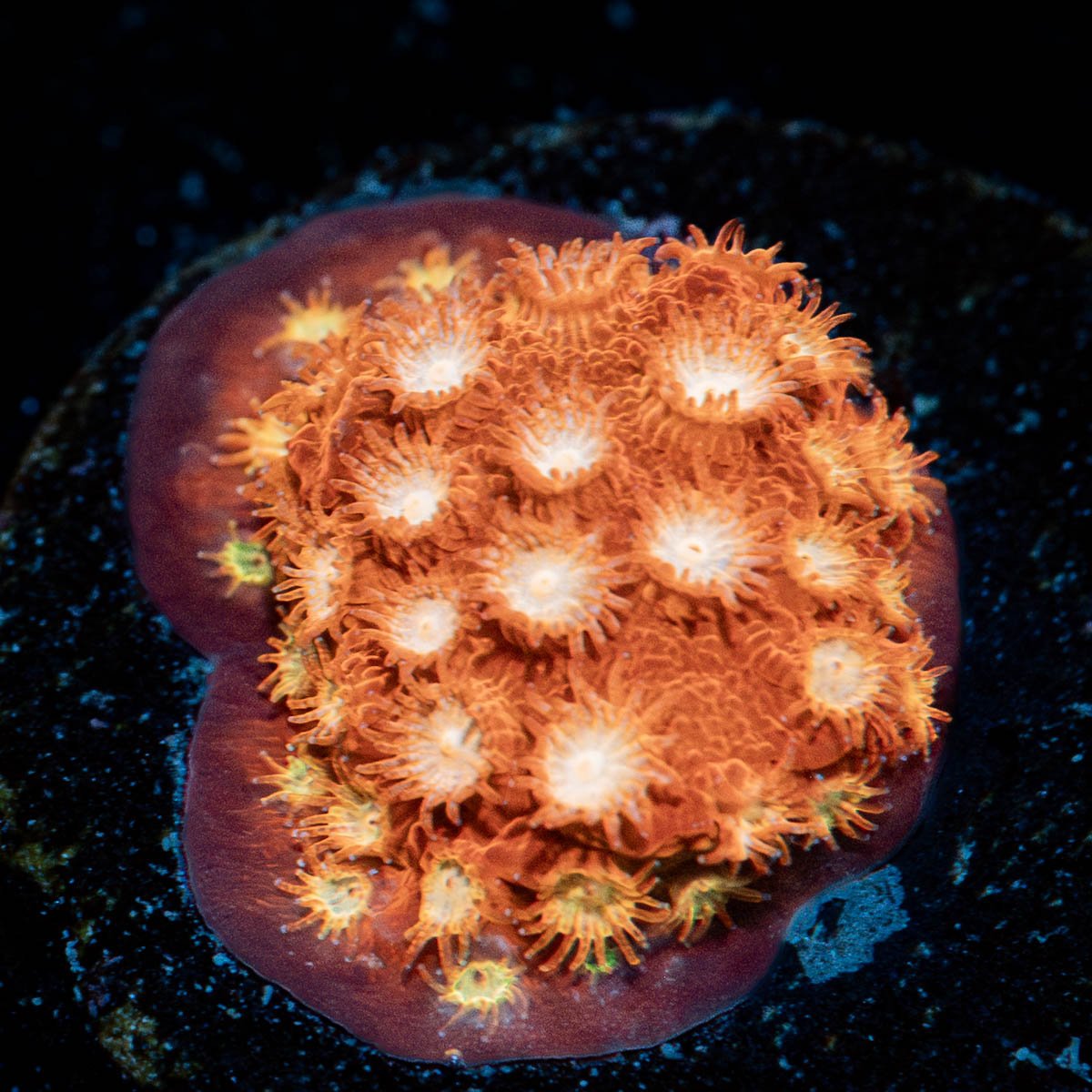 WWC Butterscotch Cyphastrea - riptide aquaculture llc
