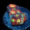 Toro Bravo Favia - riptide aquaculture llc