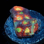 Toro Bravo Favia - riptide aquaculture llc