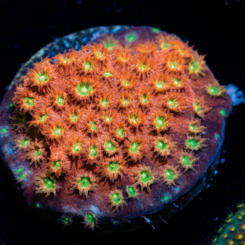 JF Bling Bling Cyphastrea