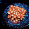 WWC Butterscotch Cyphastrea - riptide aquaculture llc