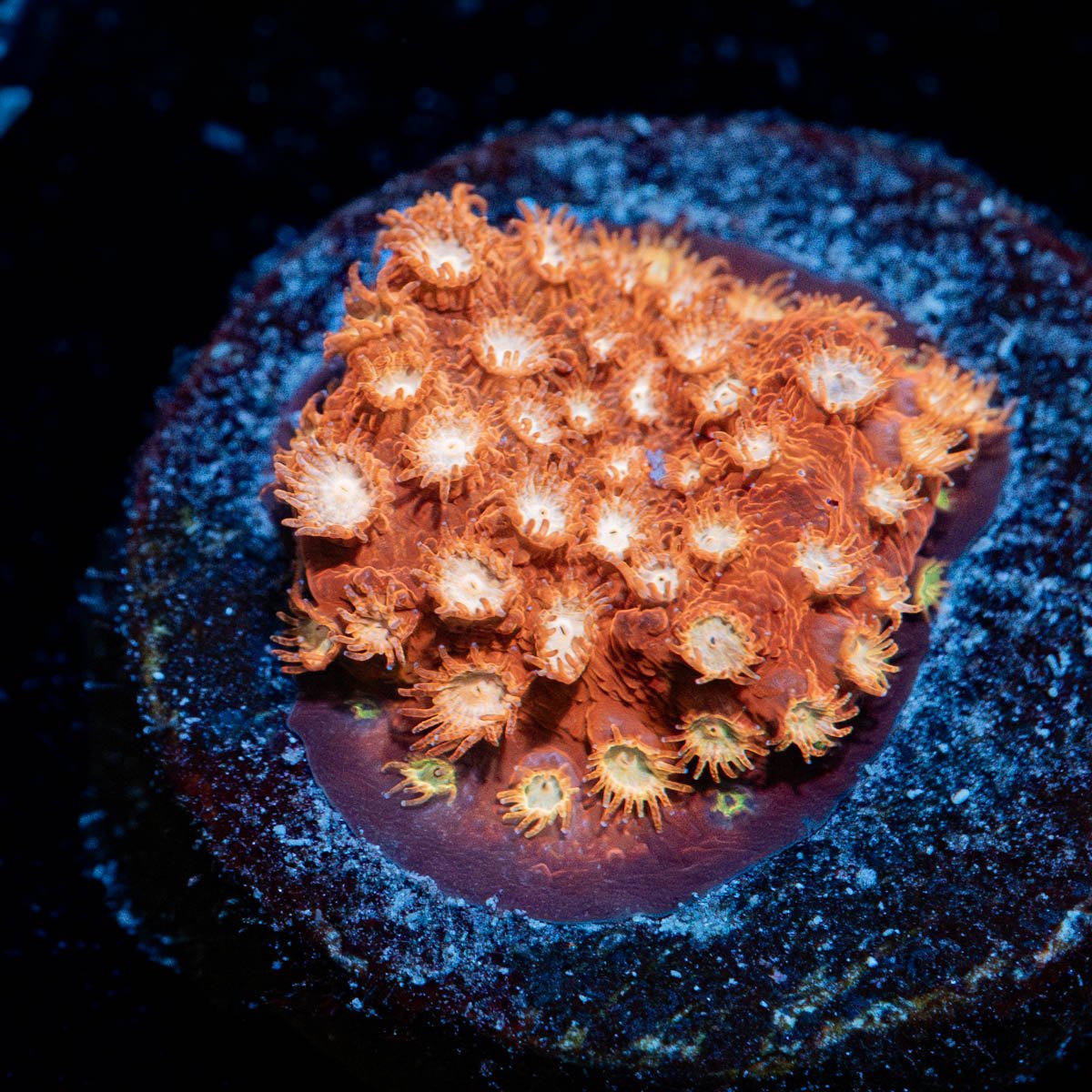 WWC Butterscotch Cyphastrea - riptide aquaculture llc