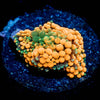 Orange Ricordea Mushroom - riptide aquaculture llc