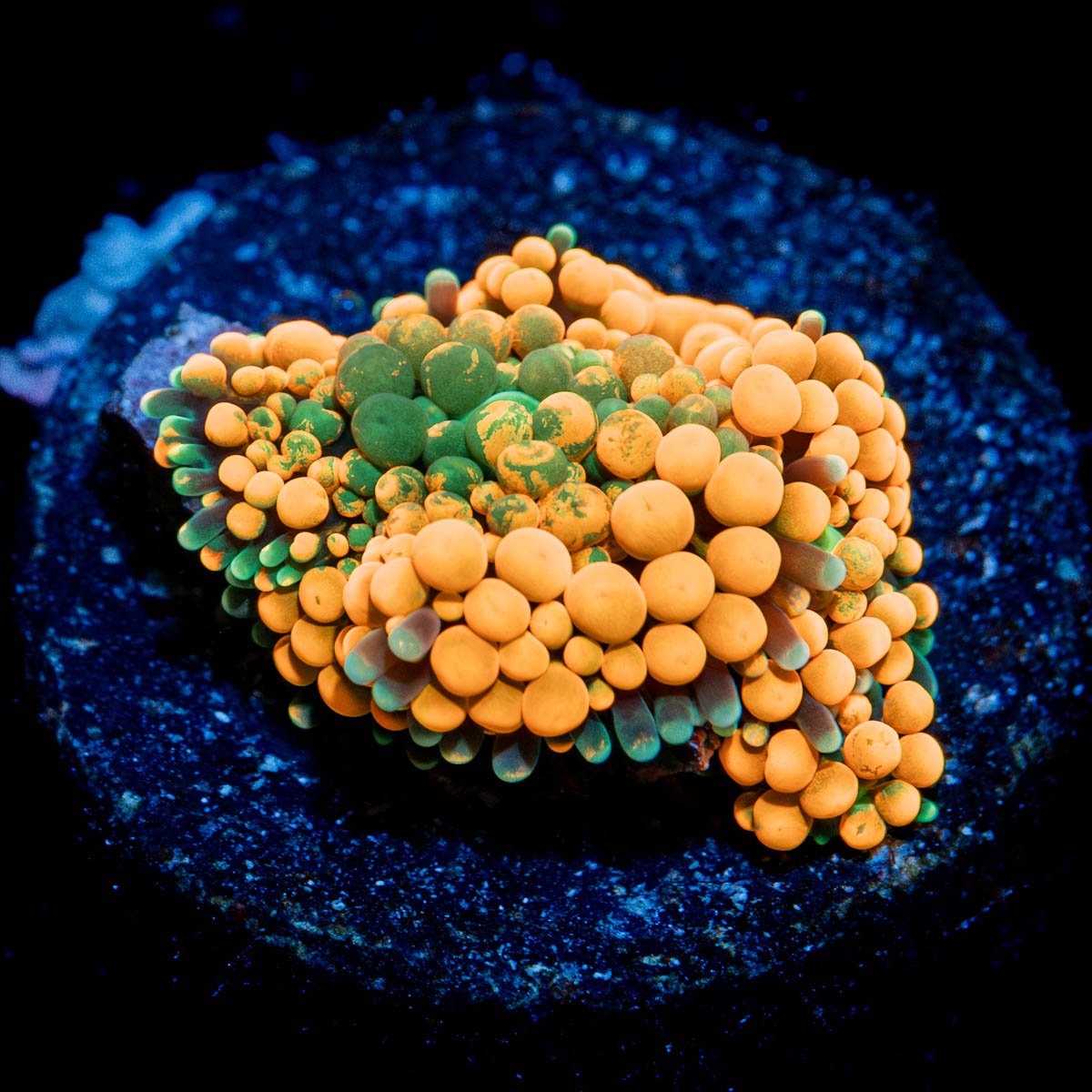 Orange Ricordea Mushroom - riptide aquaculture llc