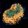 Orange Ricordea Mushroom - riptide aquaculture llc