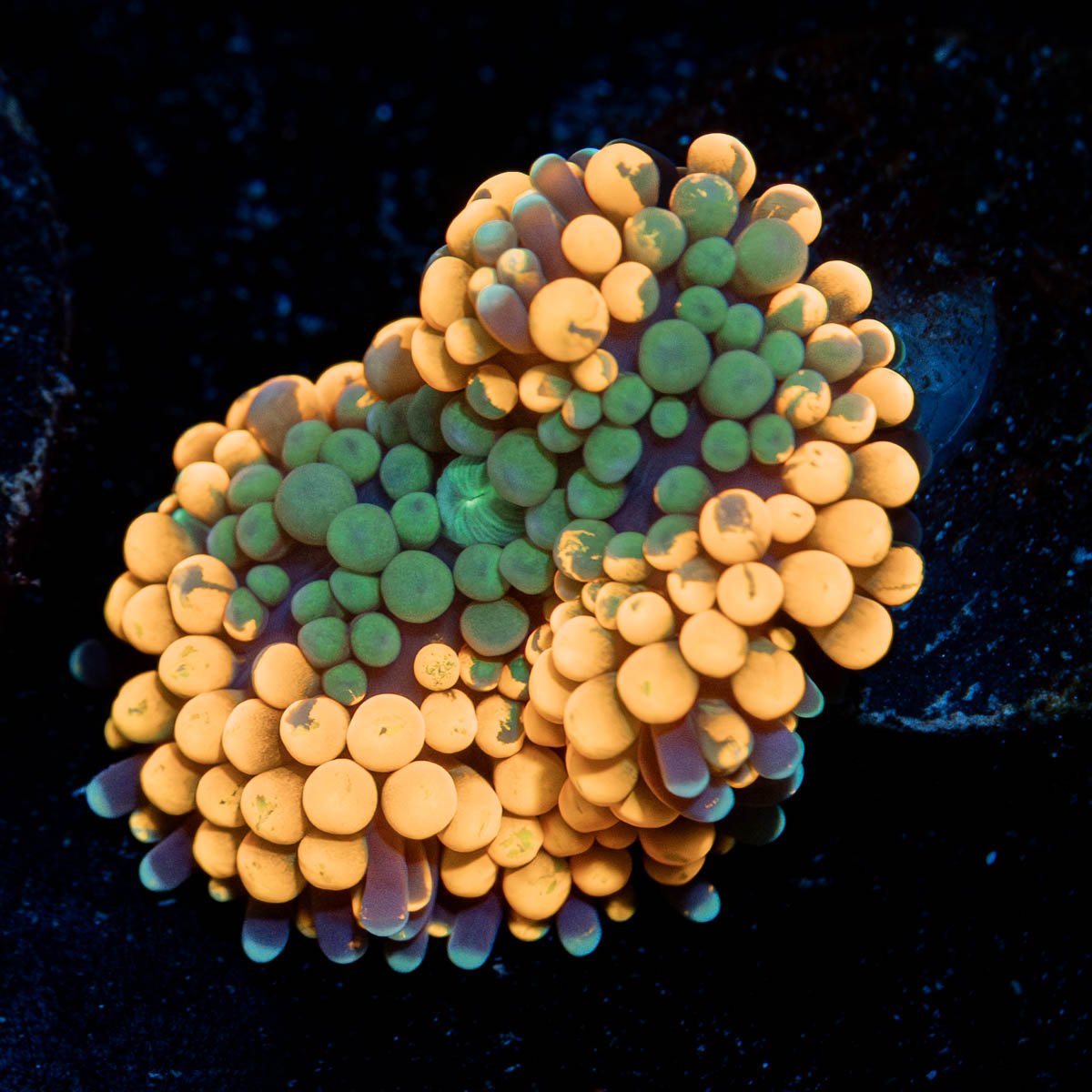 Orange Ricordea Mushroom - riptide aquaculture llc