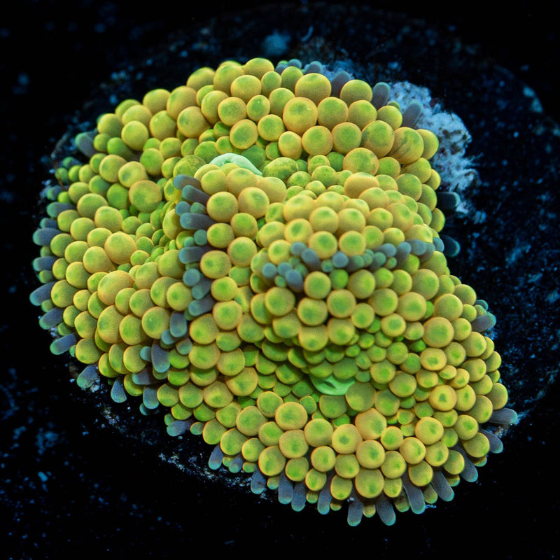 Bright Yellow Green Ricordea Mushroom