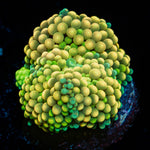 Bright Yellow Green Ricordea Mushroom - riptide aquaculture llc