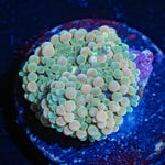 Bi Color Ricordea Mushroom - riptide aquaculture llc