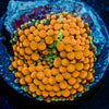 Orange Ricordea Mushroom - riptide aquaculture llc