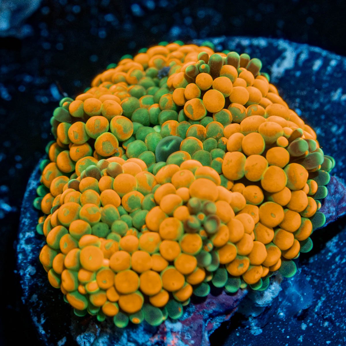 Orange Ricordea Mushroom - riptide aquaculture llc