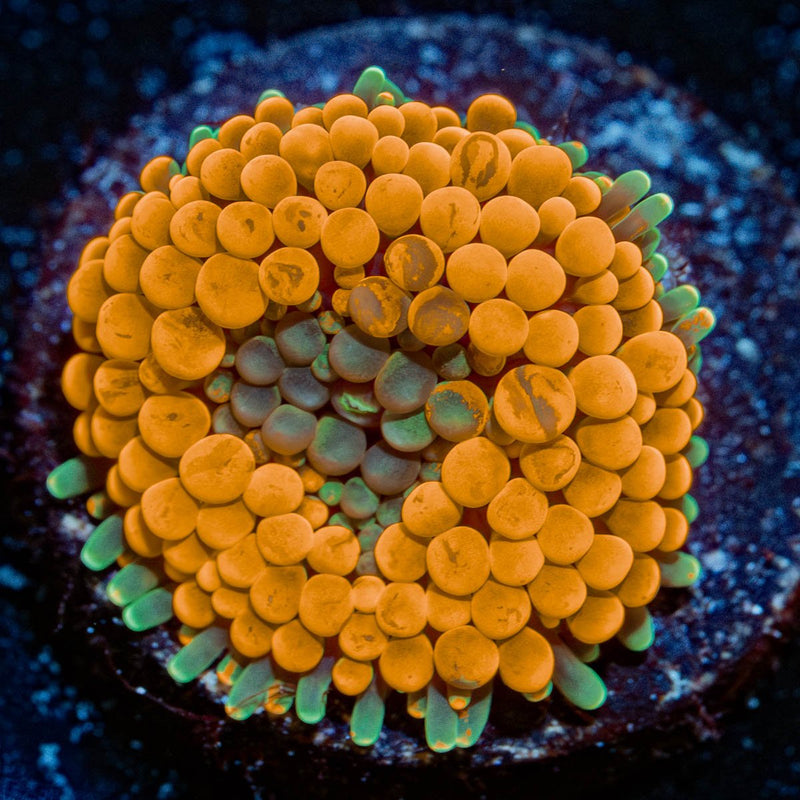 Orange Ricordea Mushroom