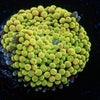 Bright Yellow Green Ricordea Mushroom - riptide aquaculture llc