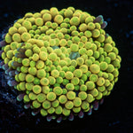 Bright Yellow Green Ricordea Mushroom - riptide aquaculture llc