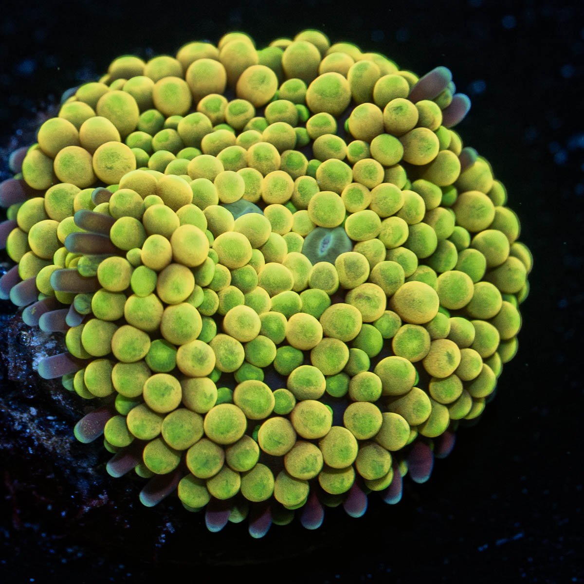 Bright Yellow Green Ricordea Mushroom - riptide aquaculture llc