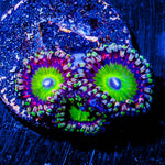 Candy Apple Green Zoanthid 