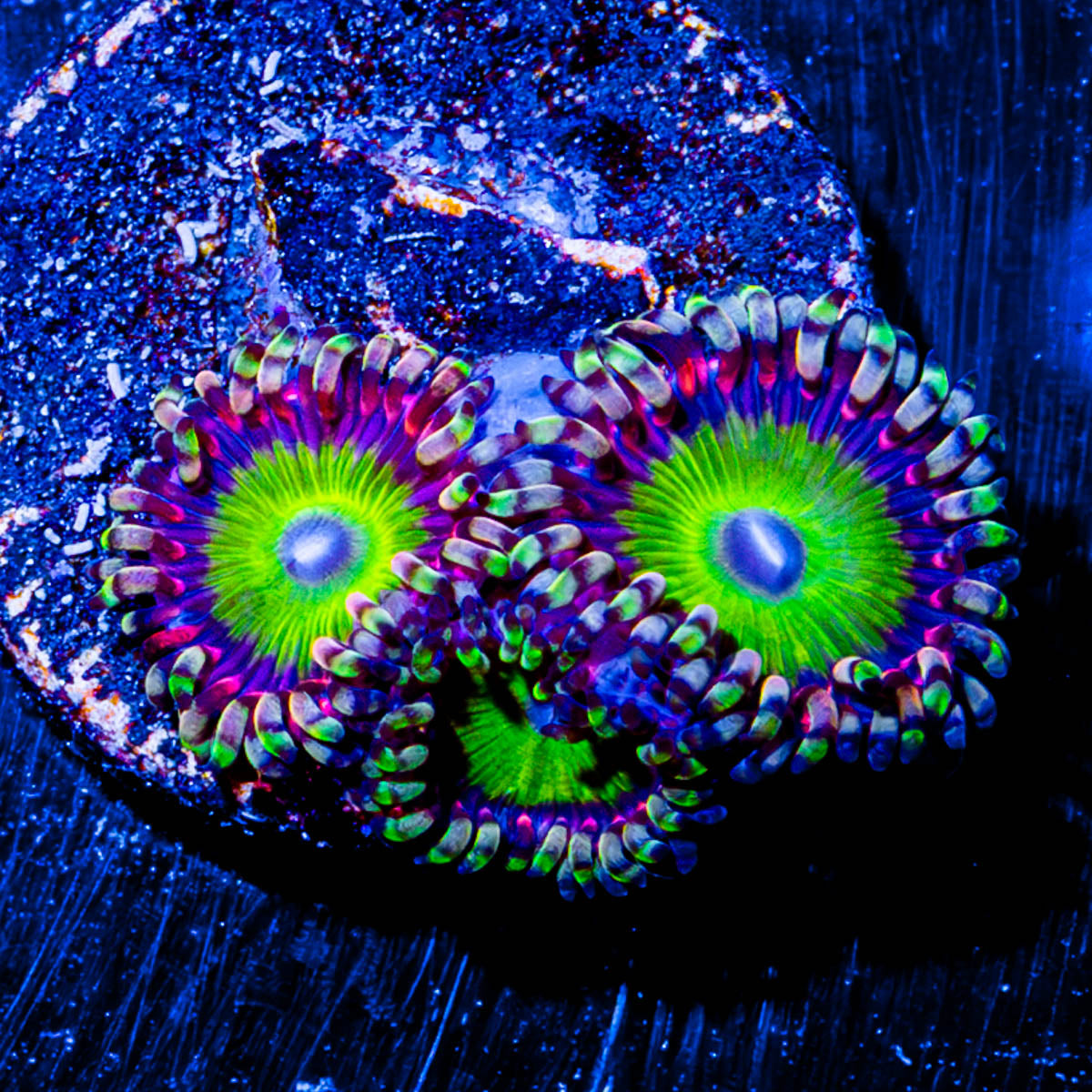 Candy Apple Green Zoanthid 