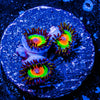 Rasta Zoanthid 