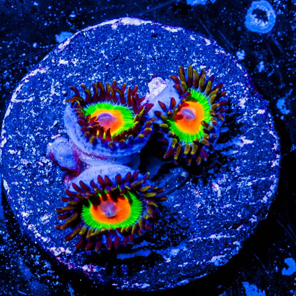 Rasta Zoanthid 