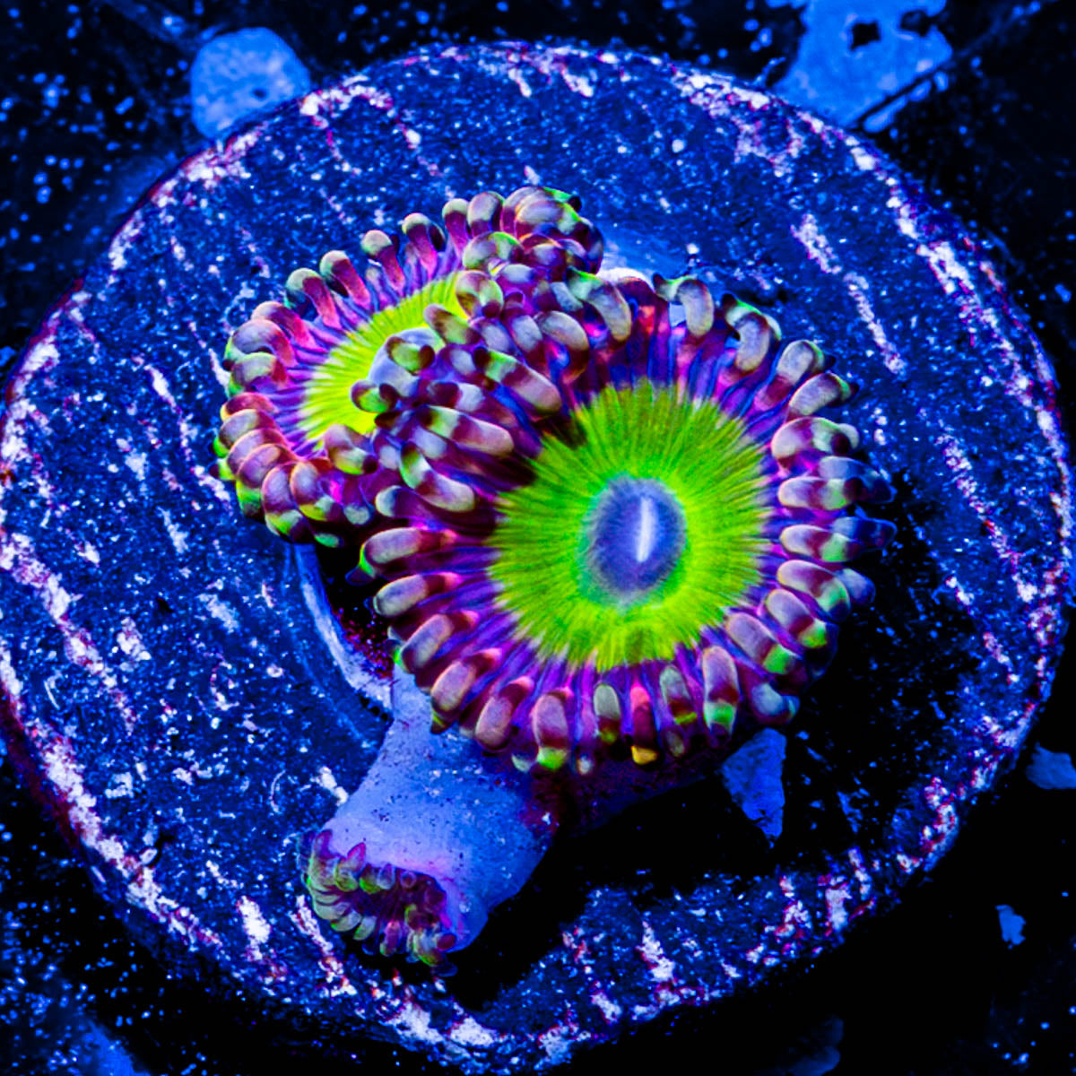 Candy Apple Green Zoanthid 