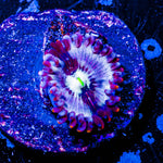 Seduction Zoanthid 