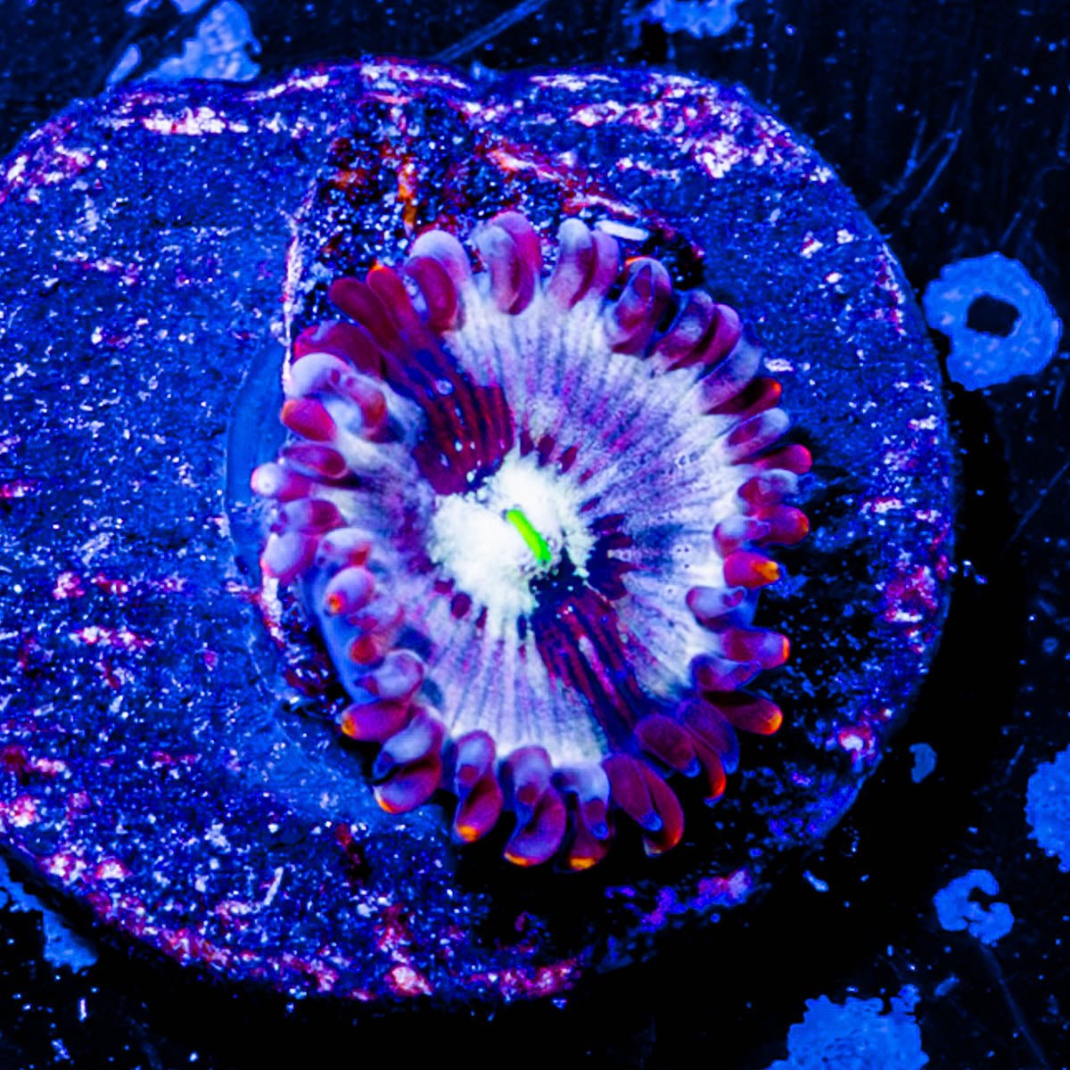 Seduction Zoanthid 