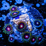 Jawbreaker Hornets Zoanthid 