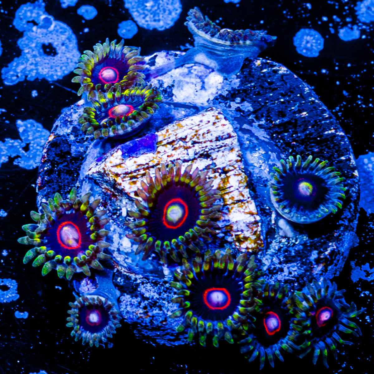 Jawbreaker Hornets Zoanthid 