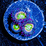 Funny D's Zoanthid 
