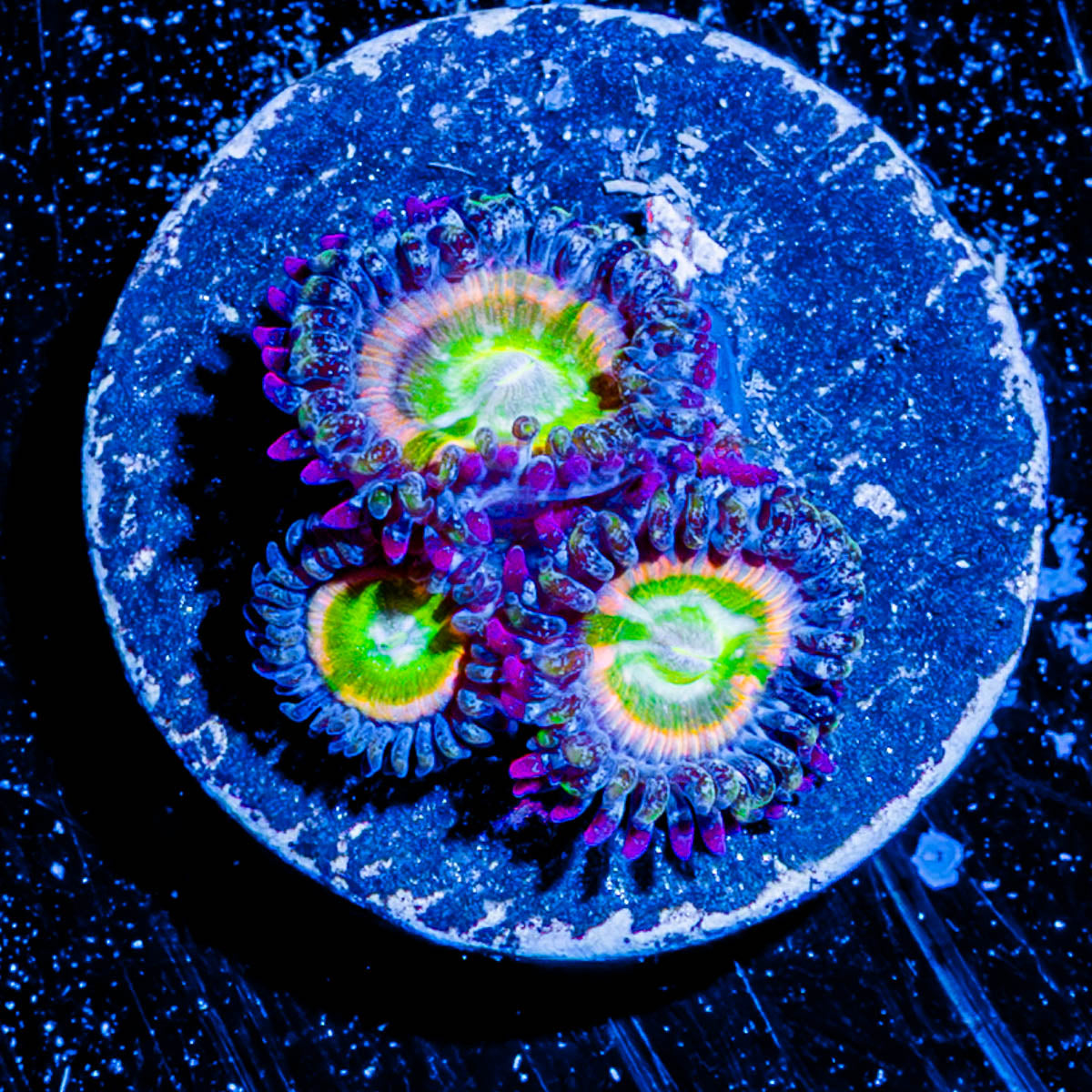 Funny D's Zoanthid 