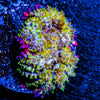 Boba Fett Zoanthid - riptide aquaculture llc