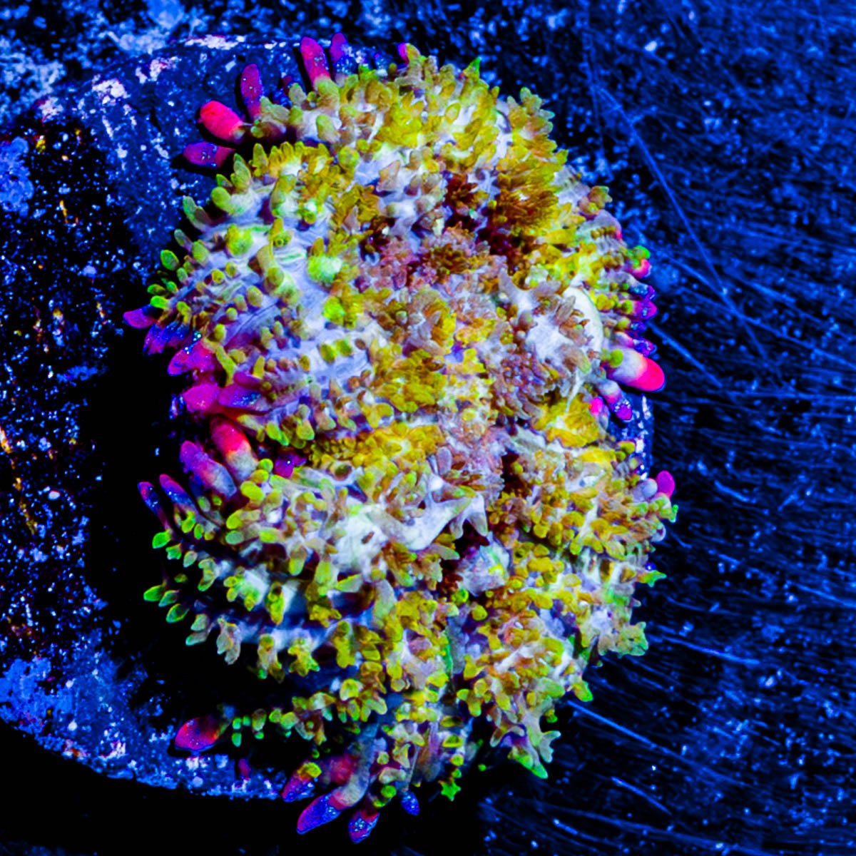 Boba Fett Zoanthid - riptide aquaculture llc
