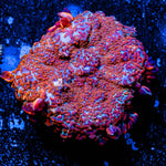 Fireball Rhodactis Mushroom 