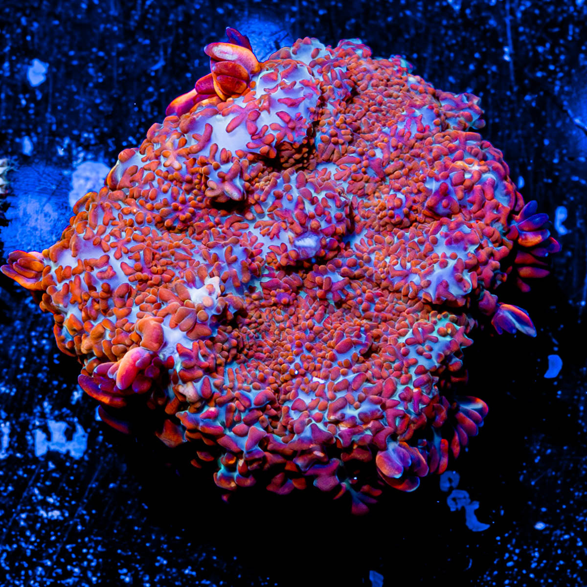 Fireball Rhodactis Mushroom 