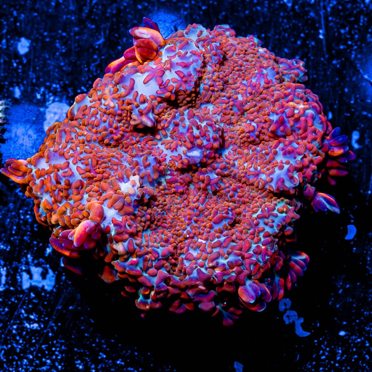 Fireball Rhodactis Mushroom 