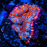 Fireball Rhodactis Mushroom 