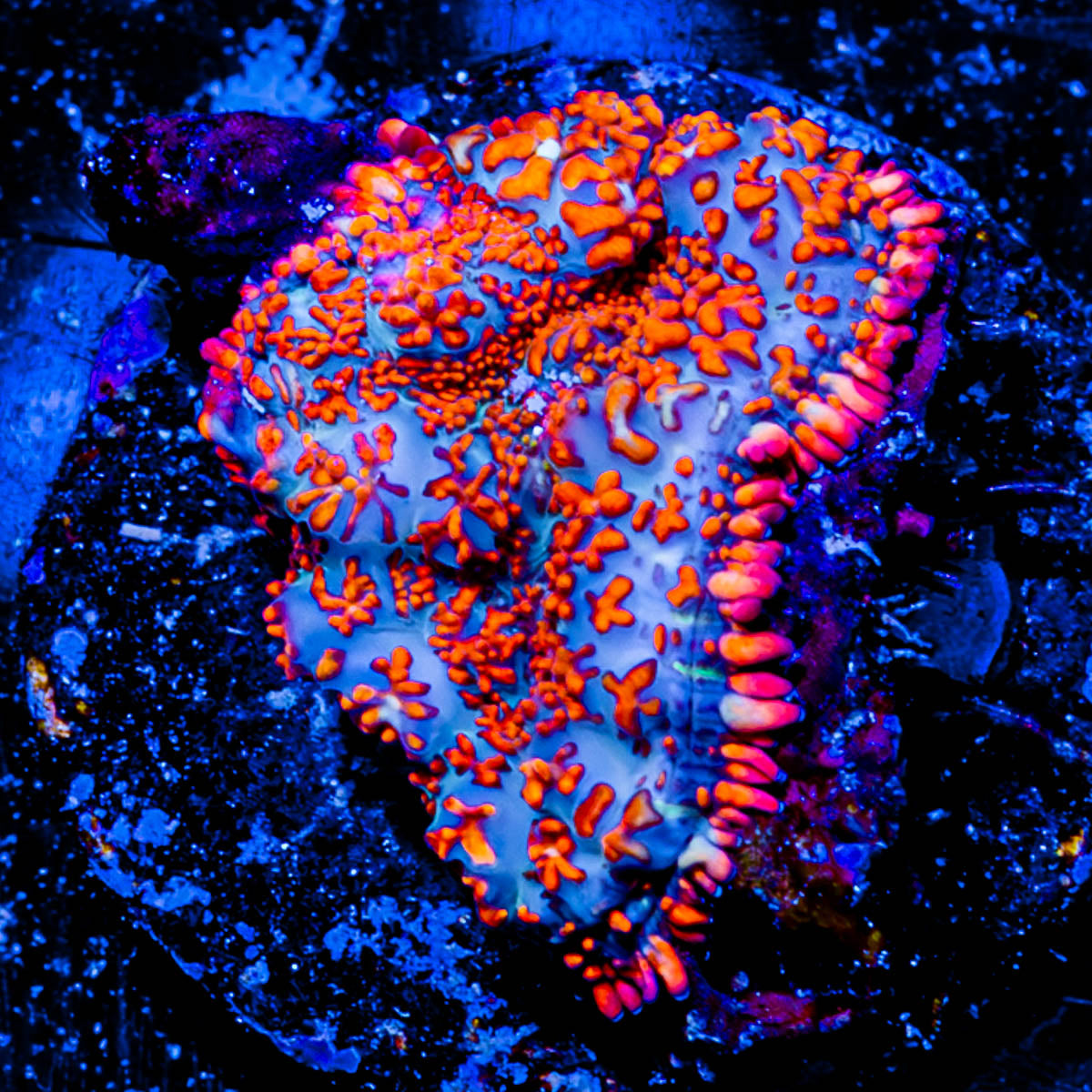 Fireball Rhodactis Mushroom 