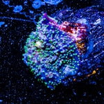 Lunar Interstellar mushroom 
