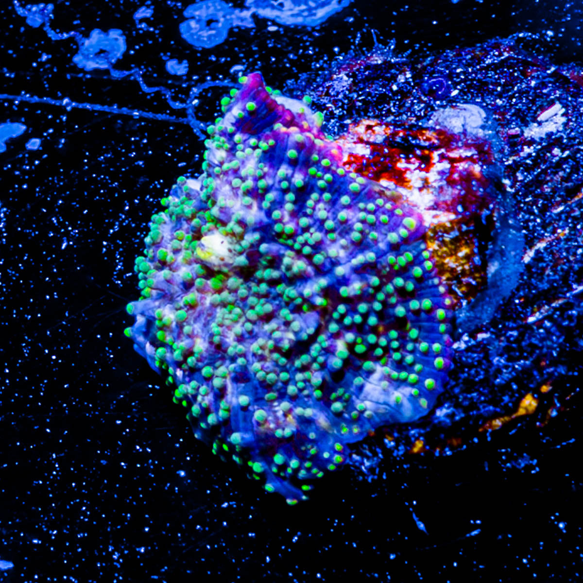 Lunar Interstellar mushroom 