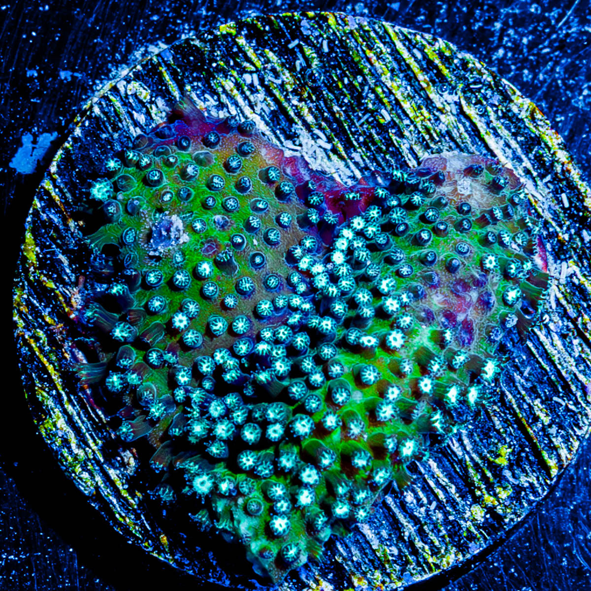 Grassy green Stylostinellia 