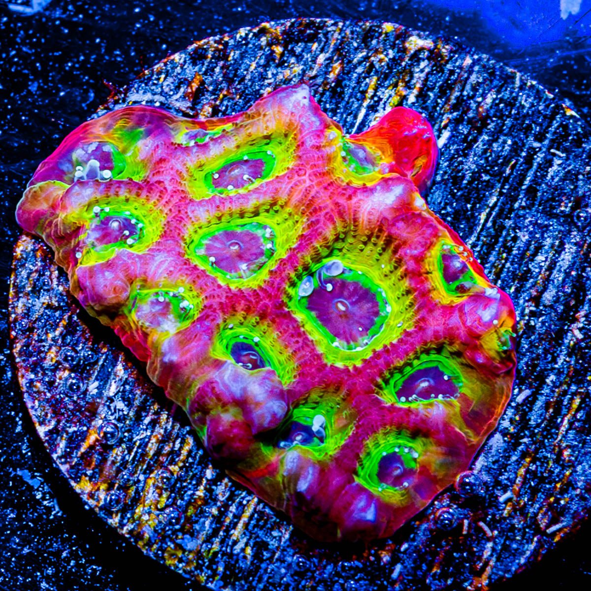 Sector 009 Favia - riptide aquaculture llc