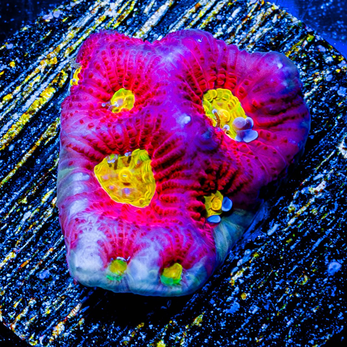Toro Bravo Favia - riptide aquaculture llc