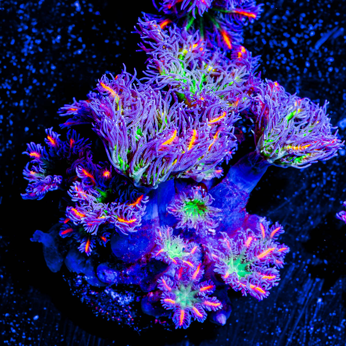 ARC FireWork Clove Polyps 