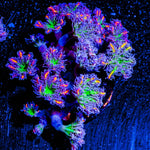ARC FireWork Clove Polyps 