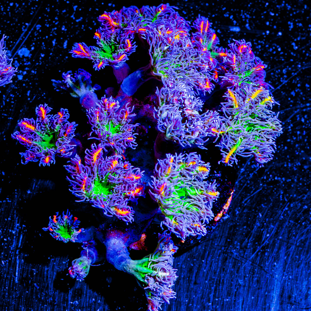 ARC FireWork Clove Polyps 