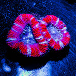 Acan / Micromussa 